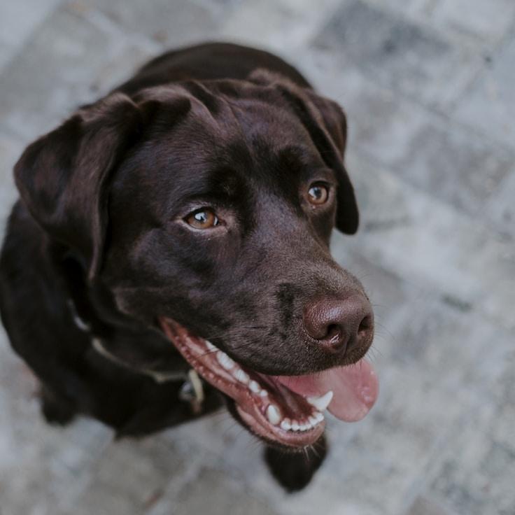 Portrait of Alex Marin, community mentor and Italian cuisine specialist